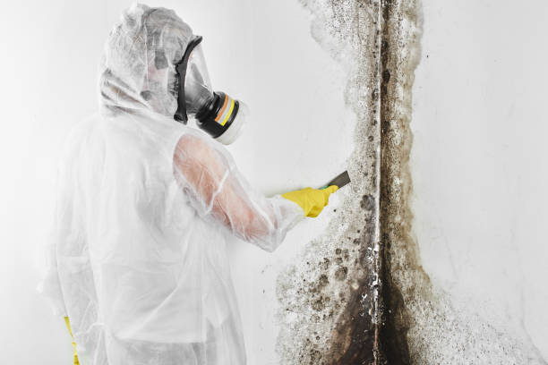 Why You Should Choose Our Mold Remediation Services in Maili, HI